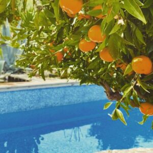 Inviting scene of vibrant orange trees lining the edge of a sparkling blue pool, their citrus fragrance wafting through the air.